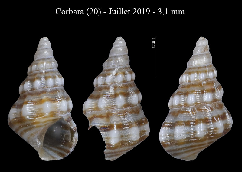 Cerithium lividulum ???